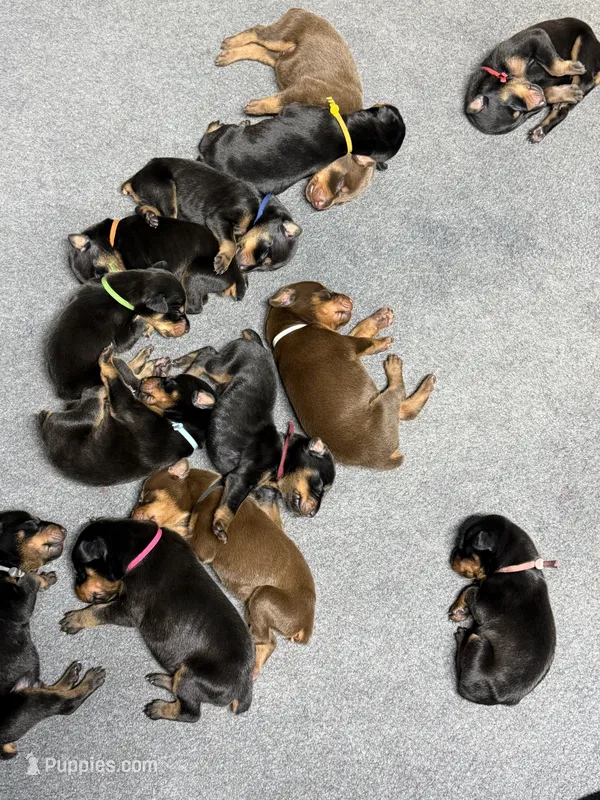 Black & Rust Female – Doberman Pinscher puppy for sale in Joplin, MO
