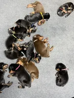 Black & Rust Female, a female Doberman Pinscher for sale in Joplin, MO – 1 of 5
