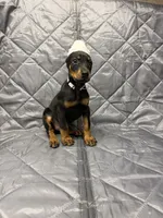 Ivy - EARS CROPPED, a female Doberman Pinscher for sale in Joplin, MO – 3 of 10
