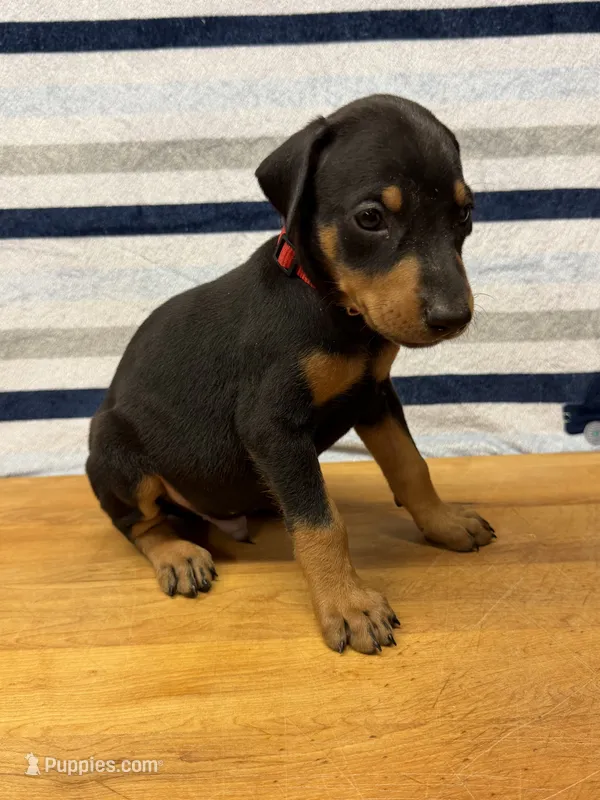 Red – Doberman Pinscher puppy for sale in Joplin, MO