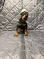 Liam - EARS CROPPED, a male Doberman Pinscher for sale in Joplin, MO – 4 of 10