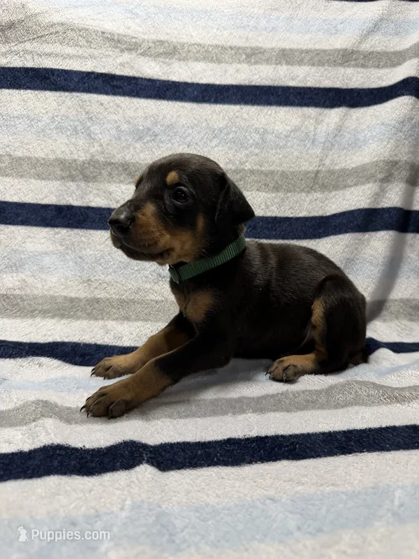 Green – Doberman Pinscher puppy for sale in Joplin, MO