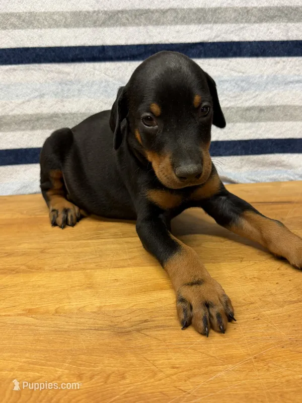 Gray – Doberman Pinscher puppy for sale in Joplin, MO