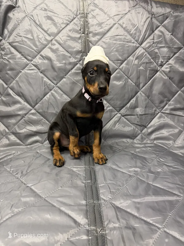 Ivy - EARS CROPPED – Doberman Pinscher puppy for sale in Joplin, MO