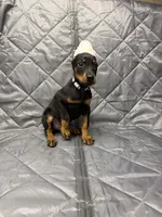 Ivy - EARS CROPPED, a female Doberman Pinscher for sale in Joplin, MO – 1 of 10