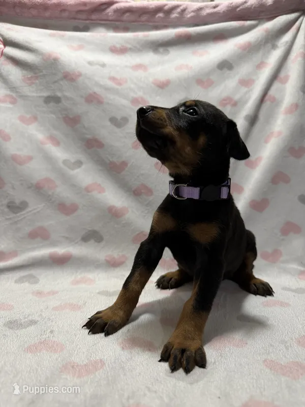 Light Purple – Doberman Pinscher puppy for sale in Joplin, MO