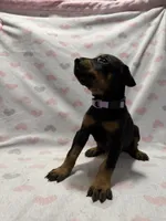 Light Purple, a female Doberman Pinscher for sale in Joplin, MO – 1 of 8