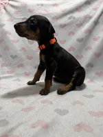 Orange, a female Doberman Pinscher for sale in Joplin, MO – 2 of 7