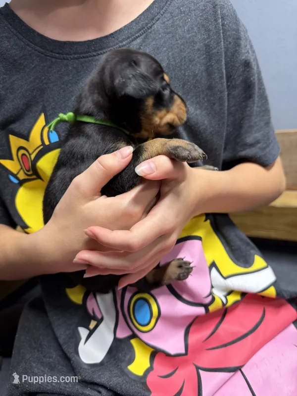 Green – Doberman Pinscher puppy for sale in Joplin, MO