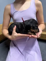 Maroon, a female Doberman Pinscher for sale in Joplin, MO – 2 of 7