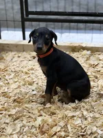 Mayday, a female Doberman Pinscher for sale in Joplin, MO – 4 of 10