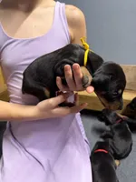 Yellow, a female Doberman Pinscher for sale in Joplin, MO – 1 of 7