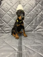 Luna - EARS CROPPED, a female Doberman Pinscher for sale in Joplin, MO – 3 of 10