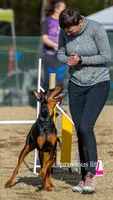 Purple, a female Doberman Pinscher for sale in Joplin, MO – 5 of 6