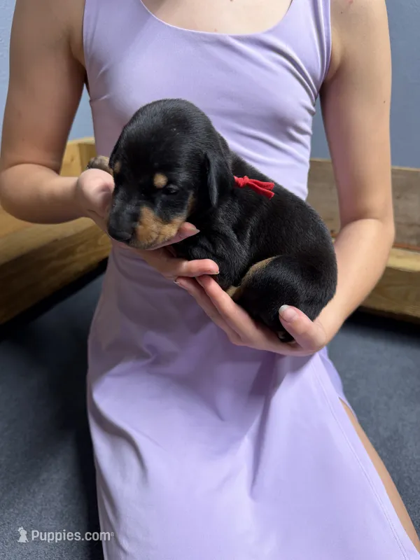 Red – Doberman Pinscher puppy for sale in Joplin, MO