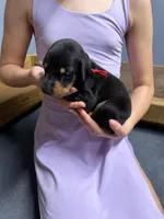 Red, a male Doberman Pinscher for sale in Joplin, MO – 1 of 6