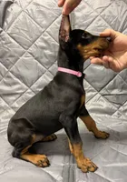 Remi - EARS CROPPED - READY FOR HOME, a female Doberman Pinscher for sale in Joplin, MO – 2 of 7