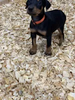 Mayday, a female Doberman Pinscher for sale in Joplin, MO – 5 of 10