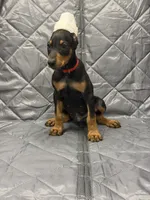 Julian - EARS CROPPED, a male Doberman Pinscher for sale in Joplin, MO – 1 of 8