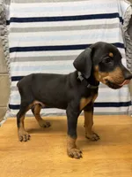 Liam, a male Doberman Pinscher for sale in Joplin, MO – 3 of 10