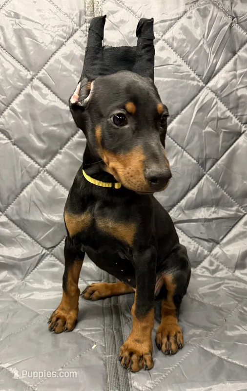 Luna - EARS CROPPED - READY FOR HOME – Doberman Pinscher puppy for sale in Joplin, MO