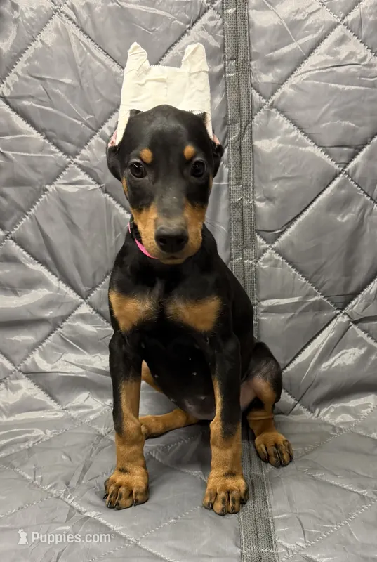 Mayday - EARS CROPPED - READY FOR HOME – Doberman Pinscher puppy for sale in Joplin, MO