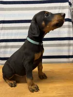 Mr. Uno, a male Doberman Pinscher for sale in Joplin, MO – 2 of 8