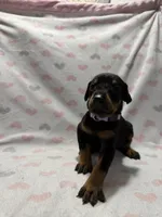 Light Purple, a female Doberman Pinscher for sale in Joplin, MO – 3 of 8