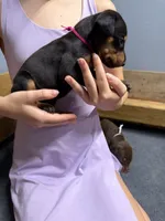 Dark Pink, a female Doberman Pinscher for sale in Joplin, MO – 1 of 6