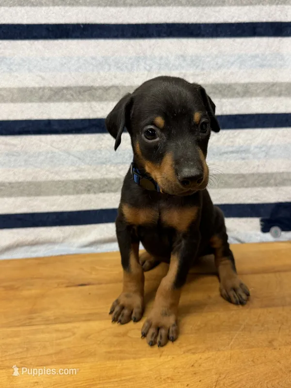 Dark Blue – Doberman Pinscher puppy for sale in Joplin, MO