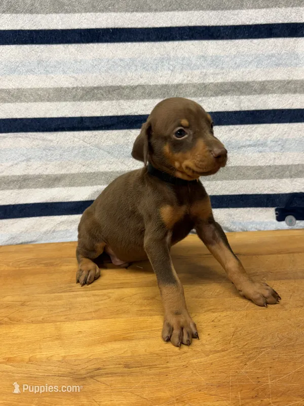 Black – Doberman Pinscher puppy for sale in Joplin, MO