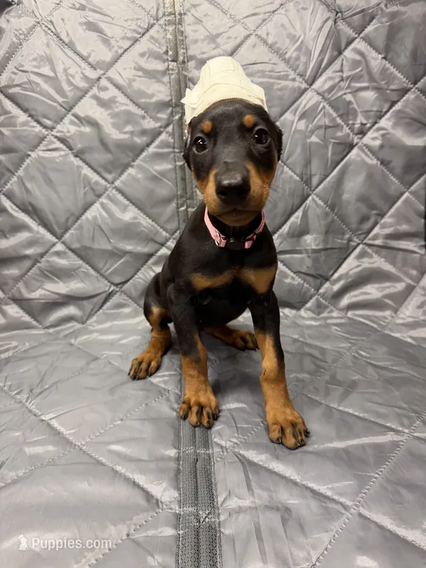 Remi - EARS CROPPED – Doberman Pinscher puppy for sale in Joplin, MO