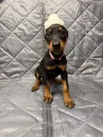 Remi - EARS CROPPED, a female Doberman Pinscher for sale in Joplin, MO – 1 of 8
