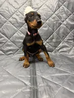 Remi - EARS CROPPED, a female Doberman Pinscher for sale in Joplin, MO – 3 of 8