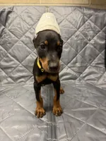 Luna - EARS CROPPED, a female Doberman Pinscher for sale in Joplin, MO – 2 of 10