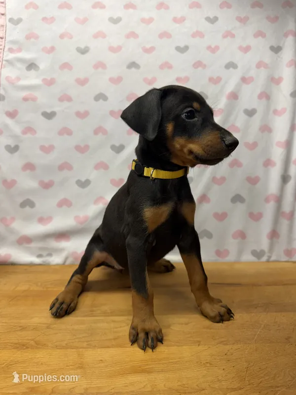 Yellow – Doberman Pinscher puppy for sale in Joplin, MO