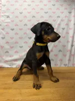 Luna, a female Doberman Pinscher for sale in Joplin, MO – 1 of 8