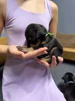Green, a male Doberman Pinscher for sale in Joplin, MO – 2 of 7