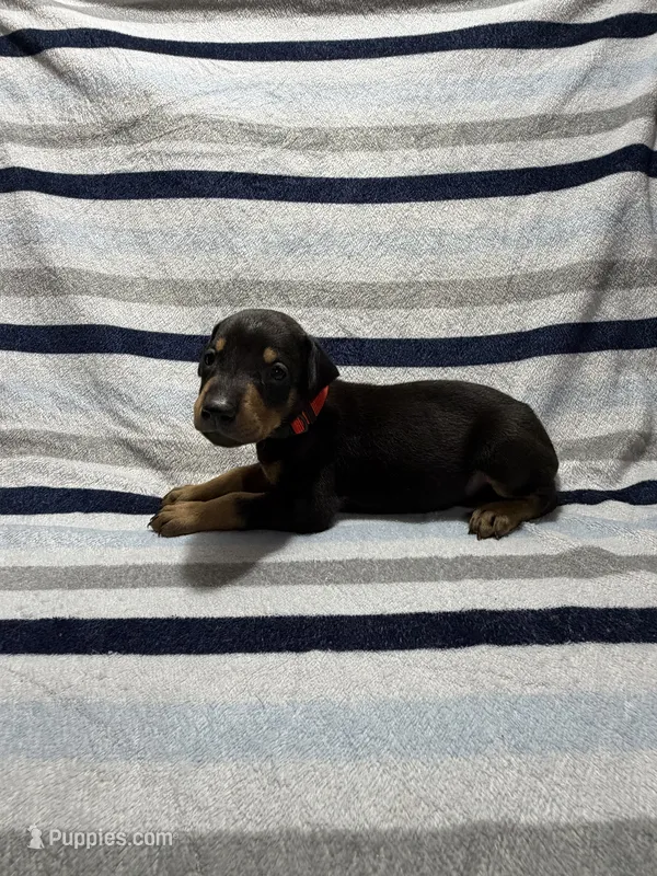 Red – Doberman Pinscher puppy for sale in Joplin, MO