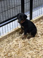 Remi, a female Doberman Pinscher for sale in Joplin, MO – 4 of 9