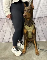 Orange, a female Doberman Pinscher for sale in Joplin, MO – 6 of 7