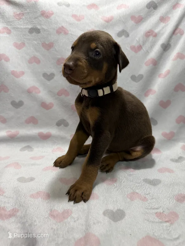 White – Doberman Pinscher puppy for sale in Joplin, MO