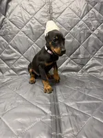 Ivy - EARS CROPPED, a female Doberman Pinscher for sale in Joplin, MO – 2 of 10