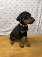 Remi, a female Doberman Pinscher for sale in Joplin, MO – 3 of 9
