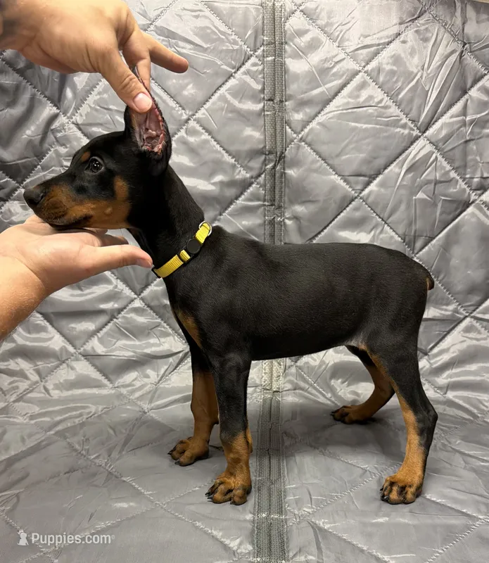 Luna - EARS CROPPED – Doberman Pinscher puppy for sale in Joplin, MO