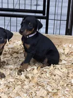 Ivy, a female Doberman Pinscher for sale in Joplin, MO – 5 of 10