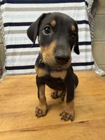 Liam, a male Doberman Pinscher for sale in Joplin, MO – 5 of 10