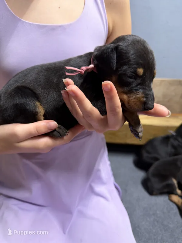 Light Pink – Doberman Pinscher puppy for sale in Joplin, MO