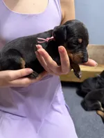 Light Pink, a female Doberman Pinscher for sale in Joplin, MO – 1 of 7