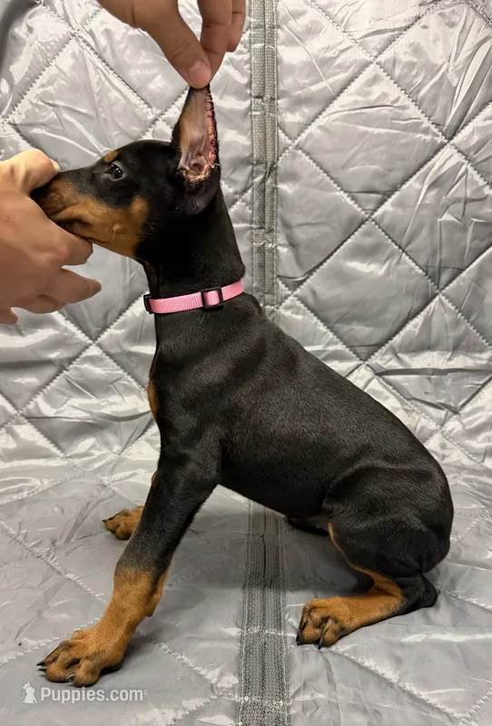 Remi - EARS CROPPED – Doberman Pinscher puppy for sale in Joplin, MO